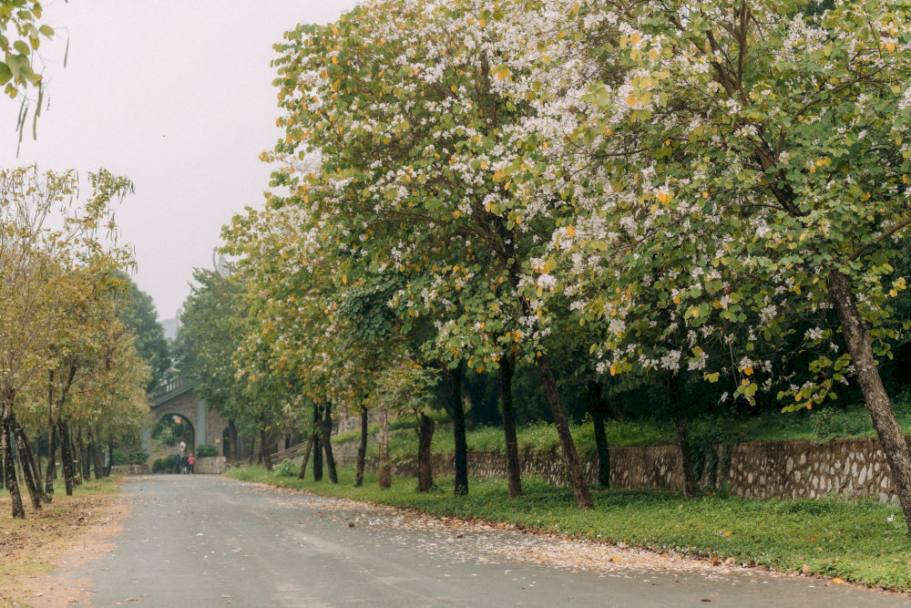 Ngắm hoa ban nở khắp chốn Tam Chúc